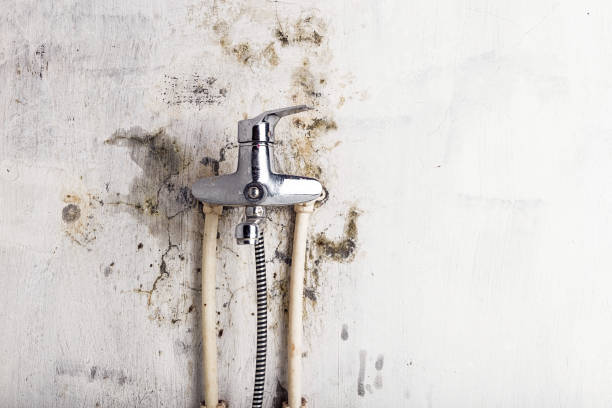 Best Certified Mold Removal  in Spring Hill, KS