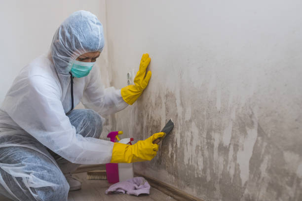 Best Best Mold Removal Companies  in Spring Hill, KS