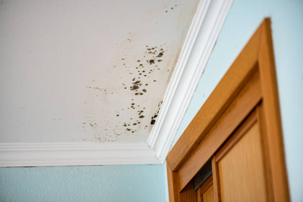 Best Mold Removal Company Near Me  in Spring Hill, KS