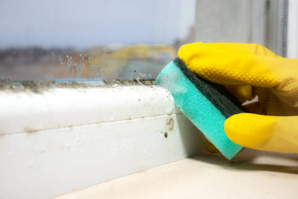 Best Mold Damage Repair  in Spring Hill, KS