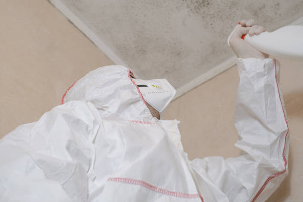 Best Affordable Mold Removal  in Spring Hill, KS
