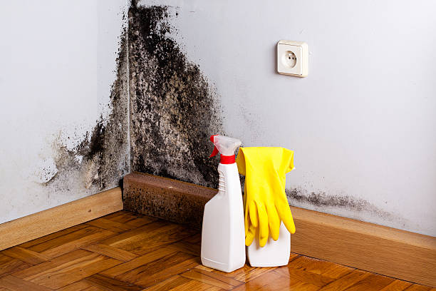 Best Same-Day Mold Removal  in Spring Hill, KS