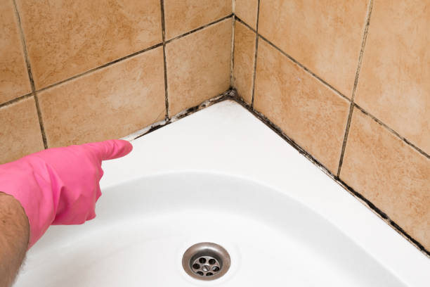 Best Professional Mold Removal  in Spring Hill, KS